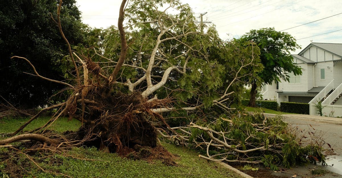 Cover Image for Preventive Tree Maintenance and Your Insurance Coverage